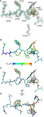 Conformational Plasticity of HLA-B27 Molecules Correlates Inversely With Efficiency of Negative T Cell Selection